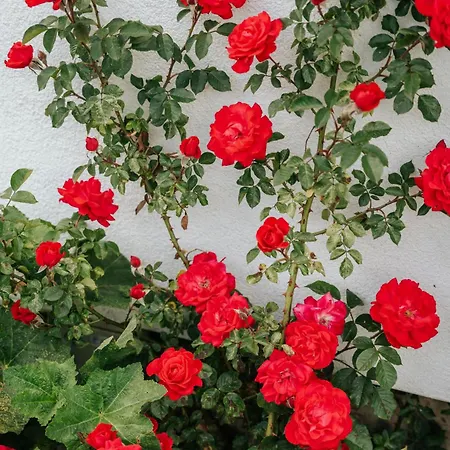 Traunplatzl Apartamento *