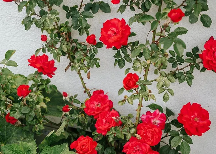 Traunplatzl Apartman *